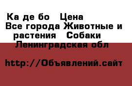 Ка де бо › Цена ­ 25 000 - Все города Животные и растения » Собаки   . Ленинградская обл.